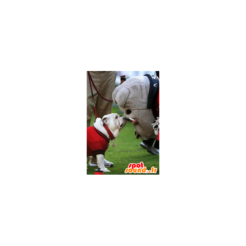 Dog mascot, gray bulldog - MASFR20775 - Dog mascots Dog mascot, gray bulldog - MASFR20775 - Dog mascots