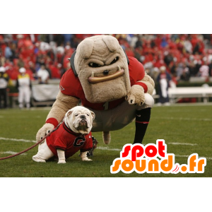 Beige bulldog mascotte, molto muscoloso - MASFR21003 - Mascotte cane