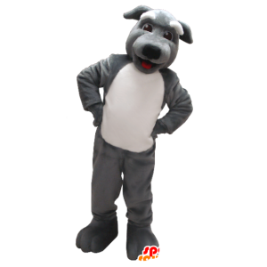 Gris y blanco de la mascota del perro - MASFR21227 - Mascotas perro