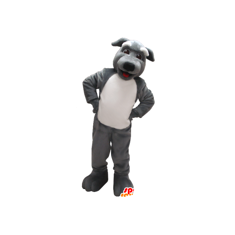 Mascotte de chien gris et blanc - MASFR21227 - Mascottes de chien