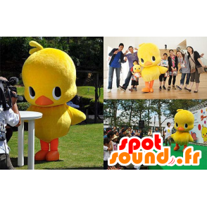 Mascotte large yellow and orange chick, duck - MASFR21321 - Ducks mascot