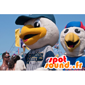 2 mascotas de aves, deportes llevan a cabo en las gaviotas - MASFR21765 - Mascota de aves