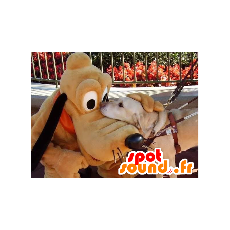 Mascotte Pluto famoso cane Myckey mouse - MASFR22069 - Mascotte cane Mascotte Pluto famoso cane Myckey mouse - MASFR22069 - Mascotte cane