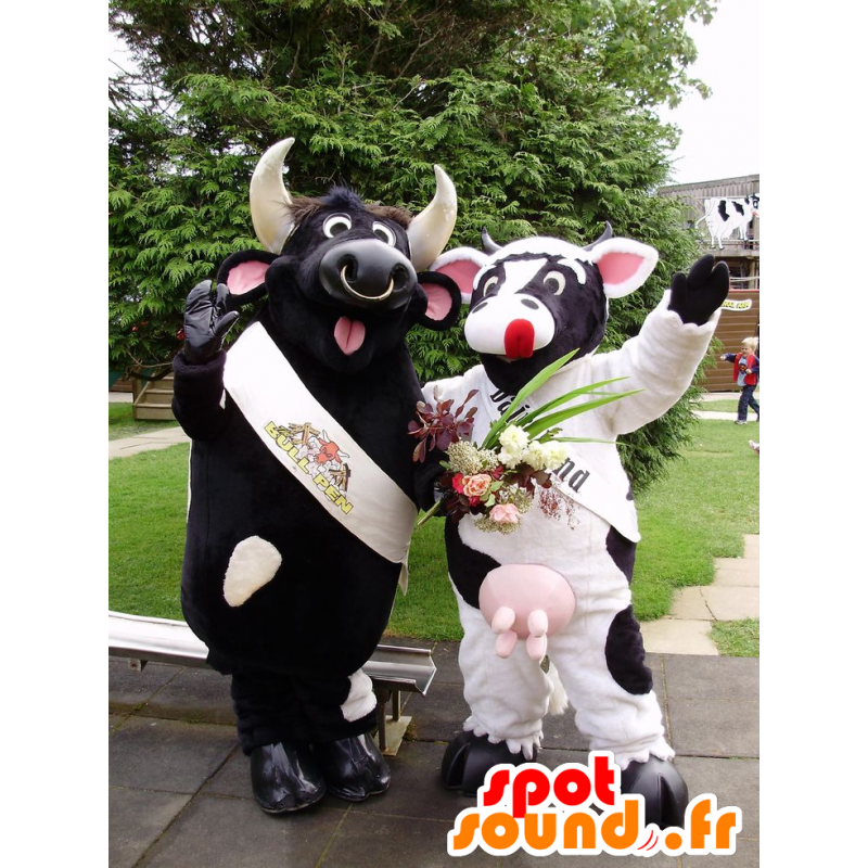 2 mascots, a black bull and a black and white cow - MASFR22274 - Mascot cow 2 mascots, a black bull and a black and white cow - MASFR22274 - Mascot cow