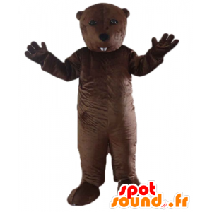 La mascota de la marmota, castor marrón, roedor - MASFR22667 - Mascotas castores