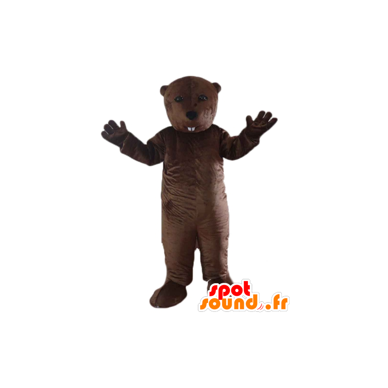 Marmotta mascotte, castoro marrone, roditore - MASFR22667 - Castori mascotte