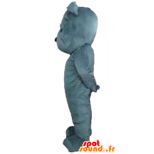 Mascota perro gris mirar fiero - MASFR22825 - Mascotas perro