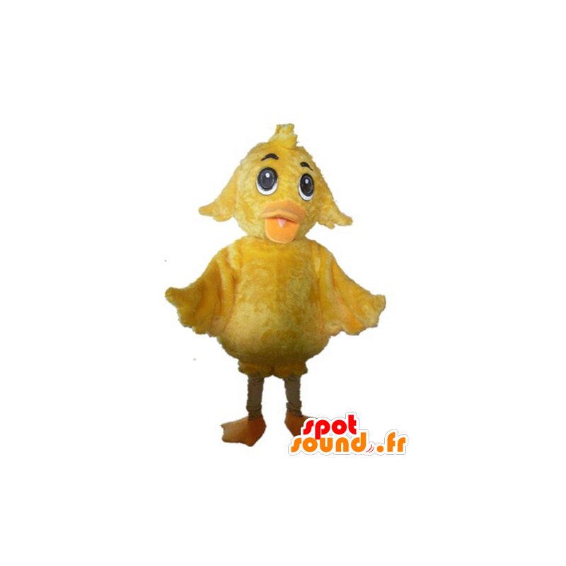 El polluelo de la mascota amarilla gigante, dulce y linda - MASFR23016 - Mascota de gallinas pollo gallo