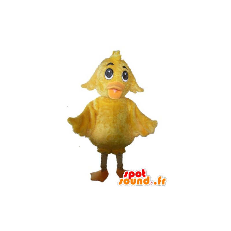 Pintainho da mascote gigante amarelo, doce e bonito - MASFR23016 - Mascote Galinhas - galos - Galinhas