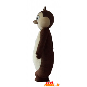 La mascota de color marrón y la ardilla blanca, Tic Tac o - MASFR23223 - Ardilla de mascotas