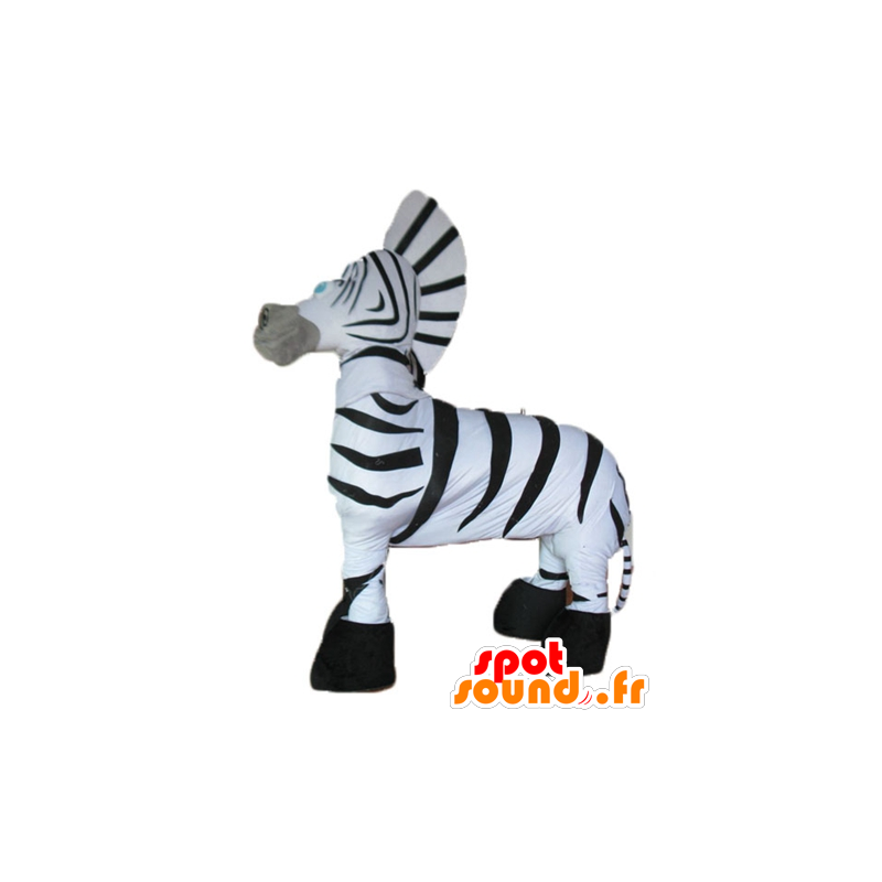 Black and white zebra mascot, giant and very successful - MASFR23260 - The jungle animals