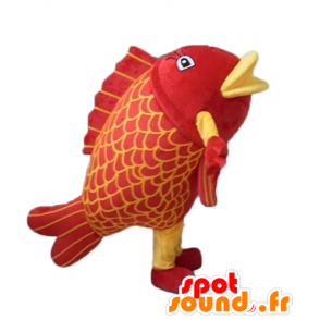 Mascota pez gigante, rojo y amarillo, muy impresionante - MASFR24132 - Peces mascotas