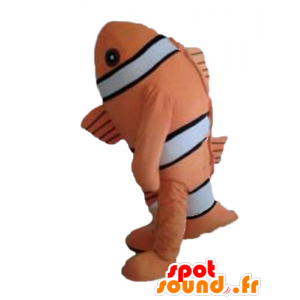 La mascota de los peces payaso, peces de color naranja, blanco y negro - MASFR24145 - Peces mascotas