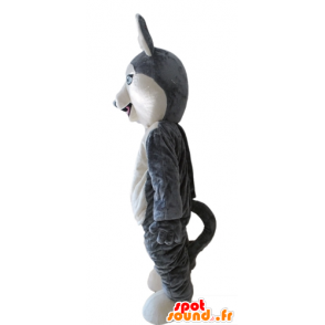 Husky Mascot. cinza mascote do cão e lobo branco - MASFR028699 - Mascotes cão