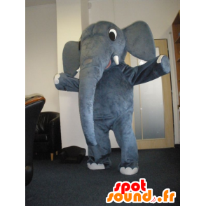 Maskottchen Elefant grau, sehr nett - MASFR032034 - Elefant-Maskottchen