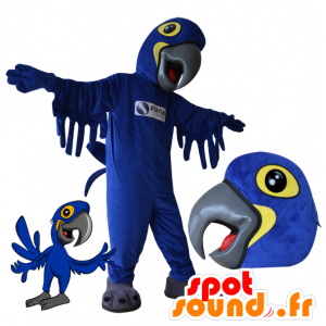 Azul de la mascota y el loro amarillo. mascota del pájaro - MASFR032172 - Mascotas de loros