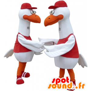 2 mascotas gaviotas, cigüeñas, gaviotas - MASFR032479 - Mascotas del océano