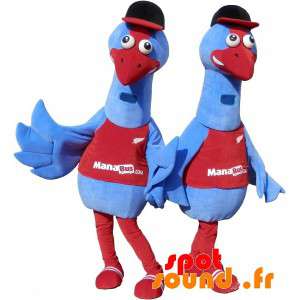 2 bluebirds mascotas. traje...