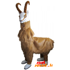 gamuza de cabra mascota, cabra peluda con cuernos - MASFR034327 - mascotte