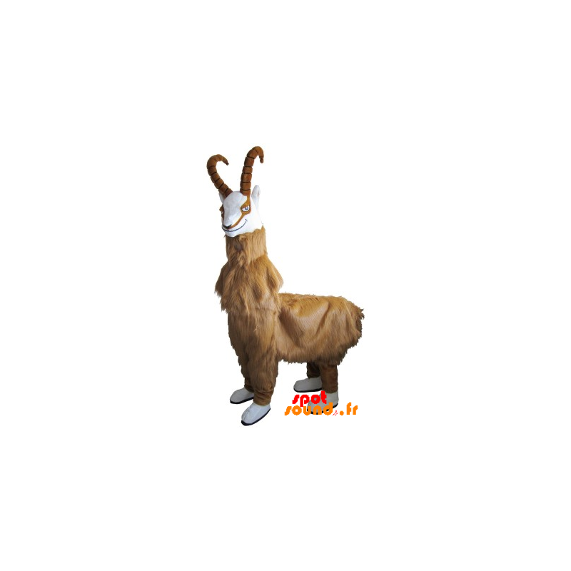 gamuza de cabra mascota, cabra peluda con cuernos - MASFR034327 - mascotte